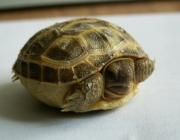 Żółwik stepowy 